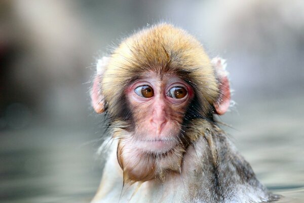 Regard triste de singe humide