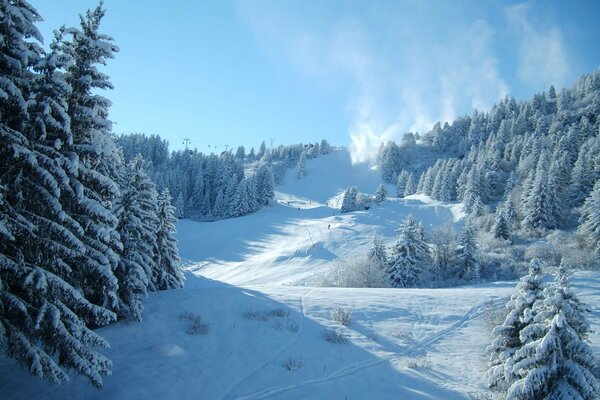 Limpida giornata invernale nella foresta di abeti rossi