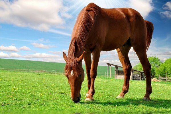 Un cheval roux pique l herbe sur un champ vert