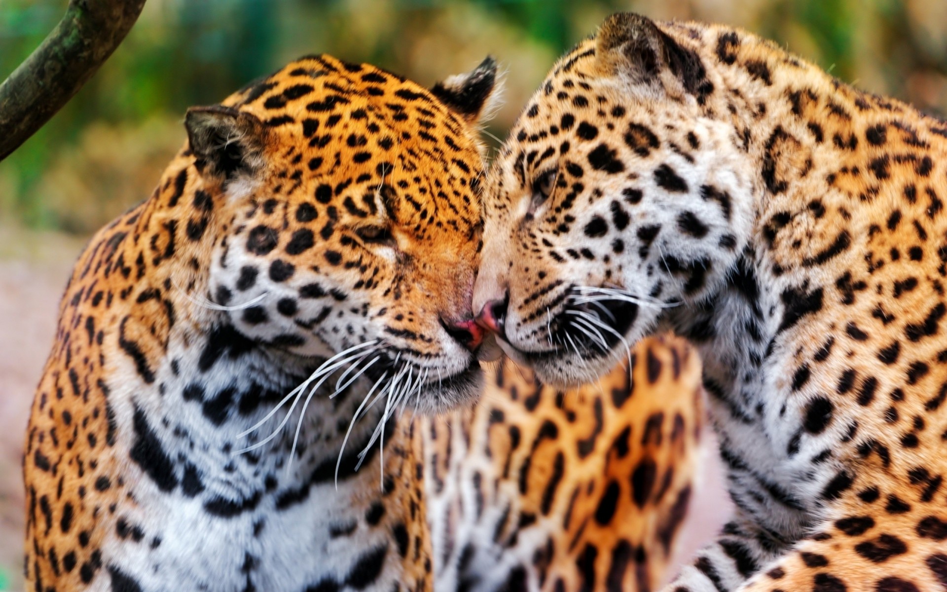 chats sauvages dents jaguars couple