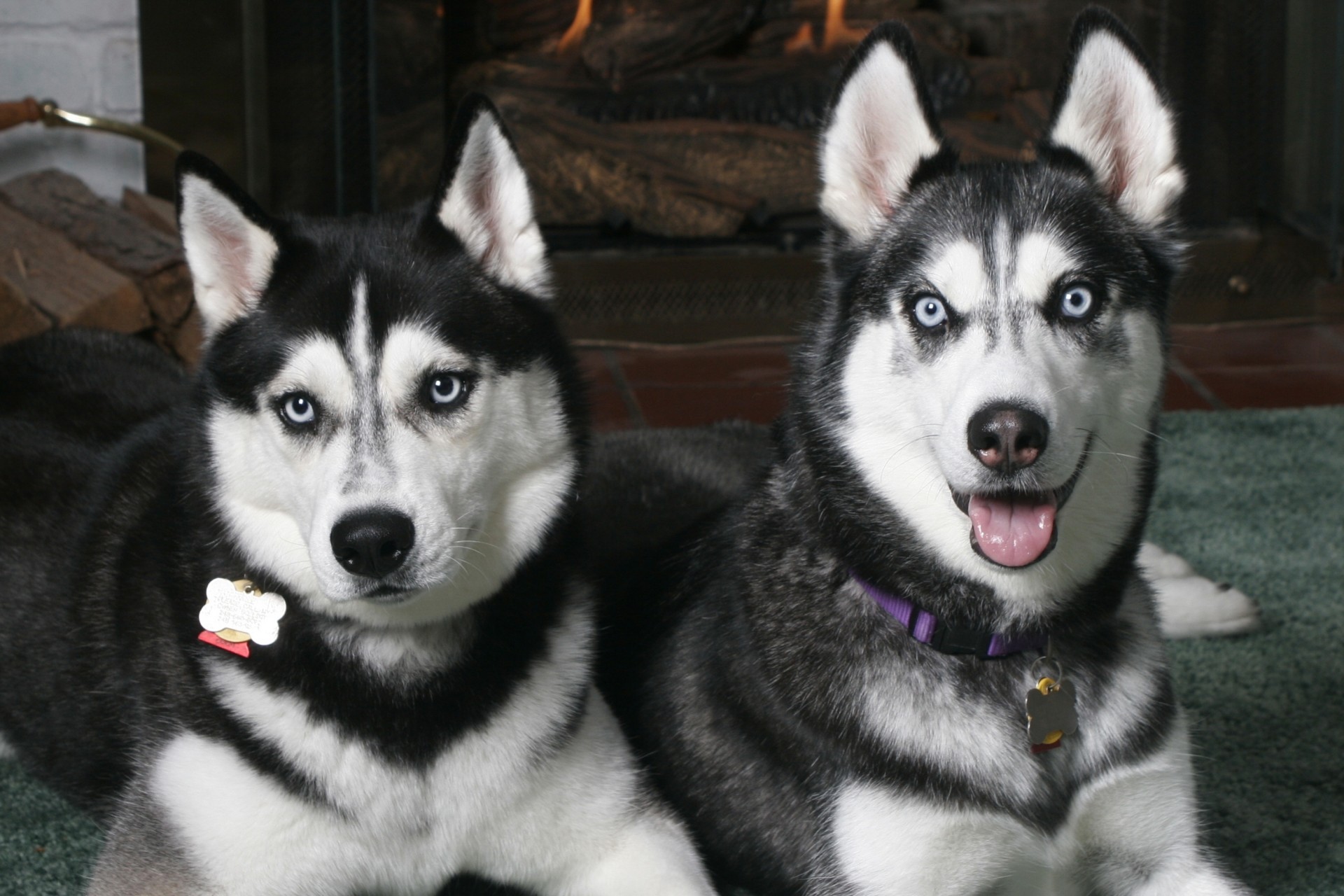 manchado husky perros especie pareja