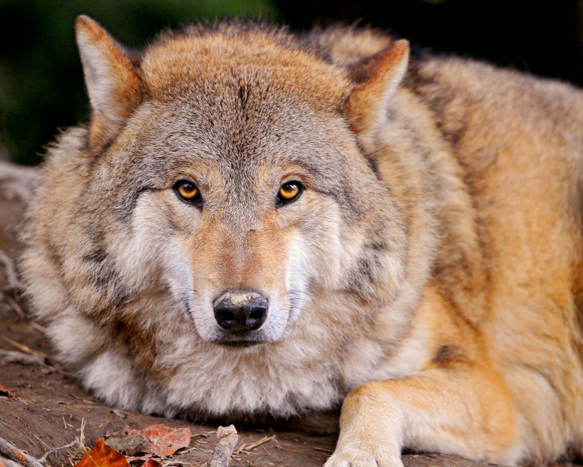 enfant loup dents prédateur