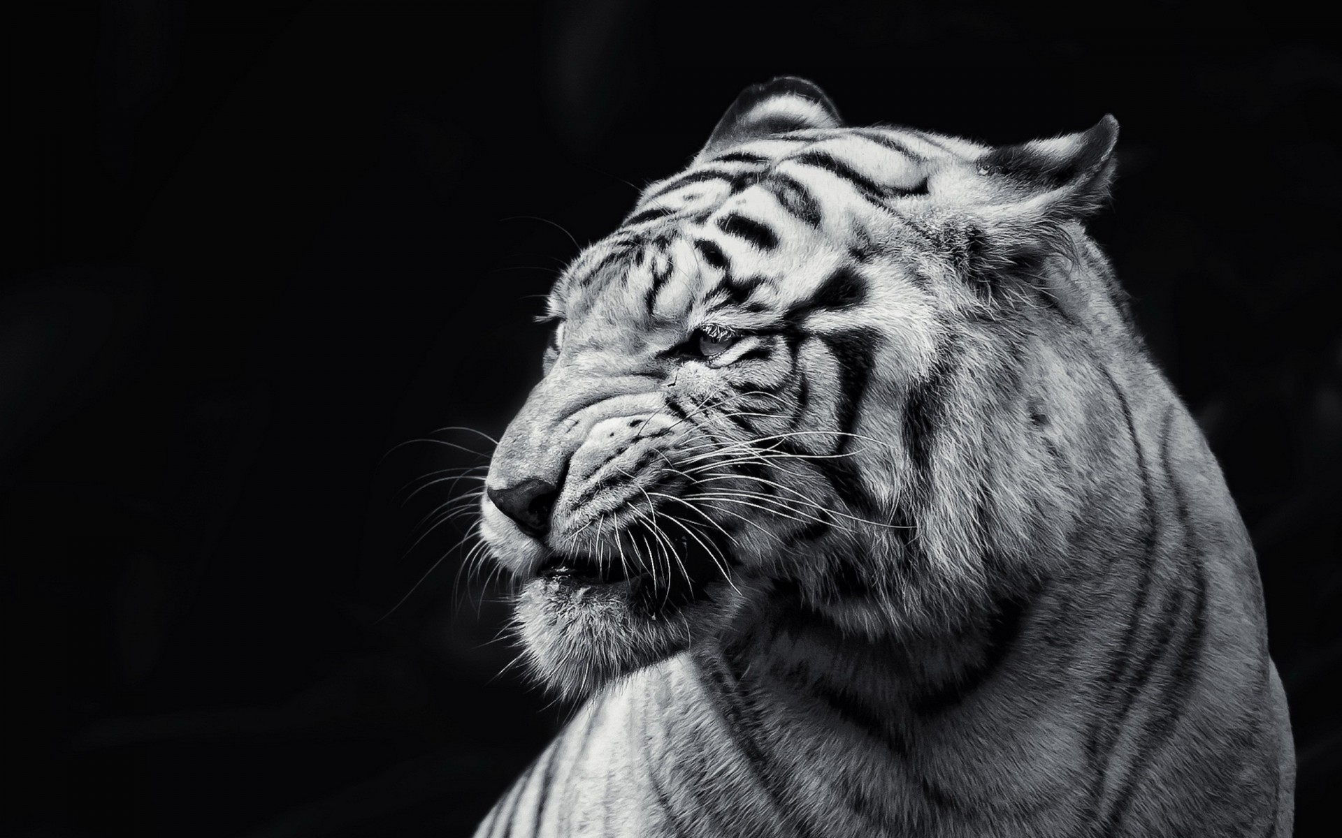 bw zähne ansicht tiger