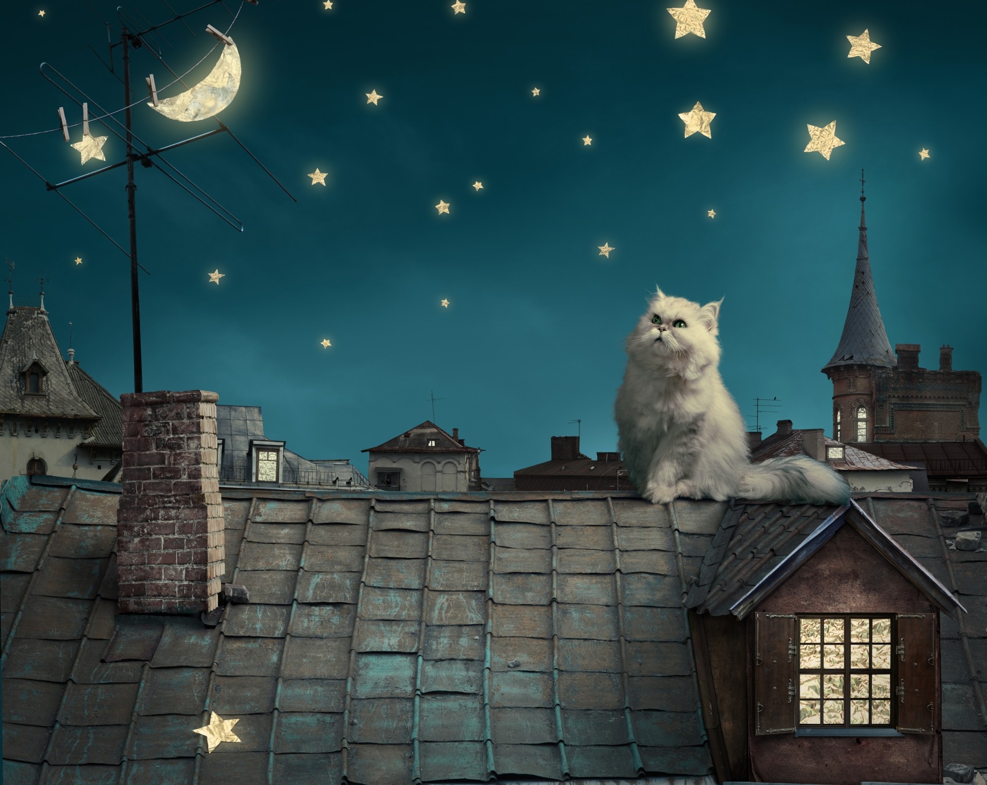 cat night persian white cat roof tale sky fantasy moon house