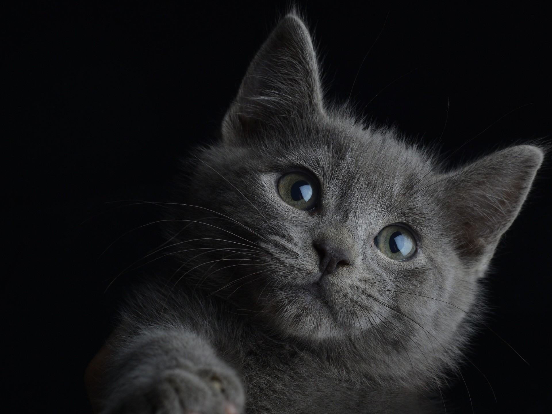 chat fond noir portrait