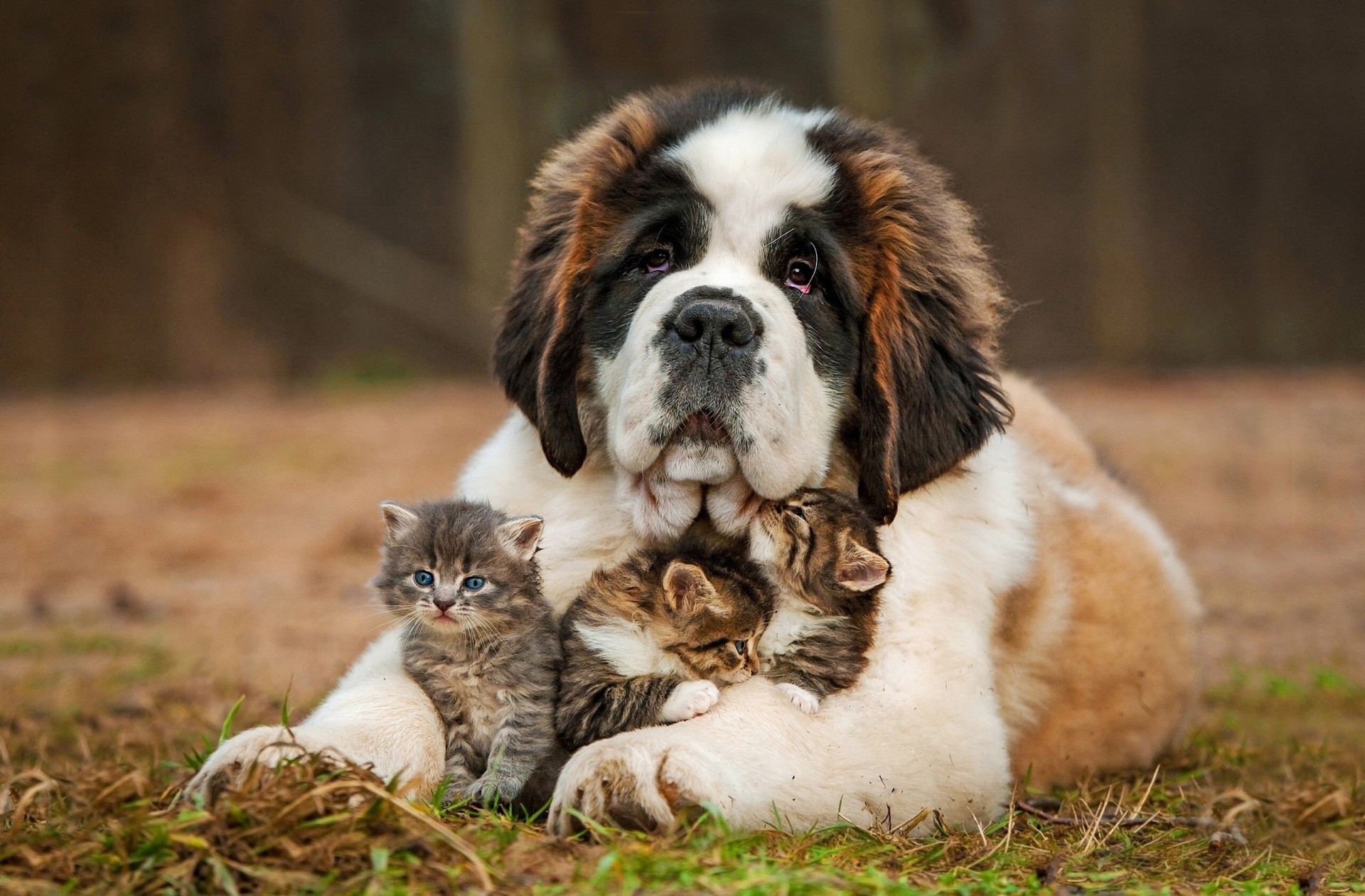 positivo natura cane gatti san bernardo gattini