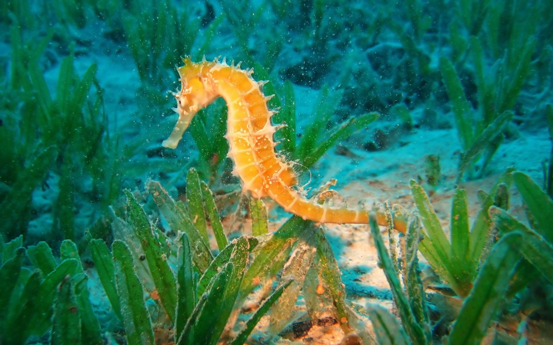 underwater seahorse smear