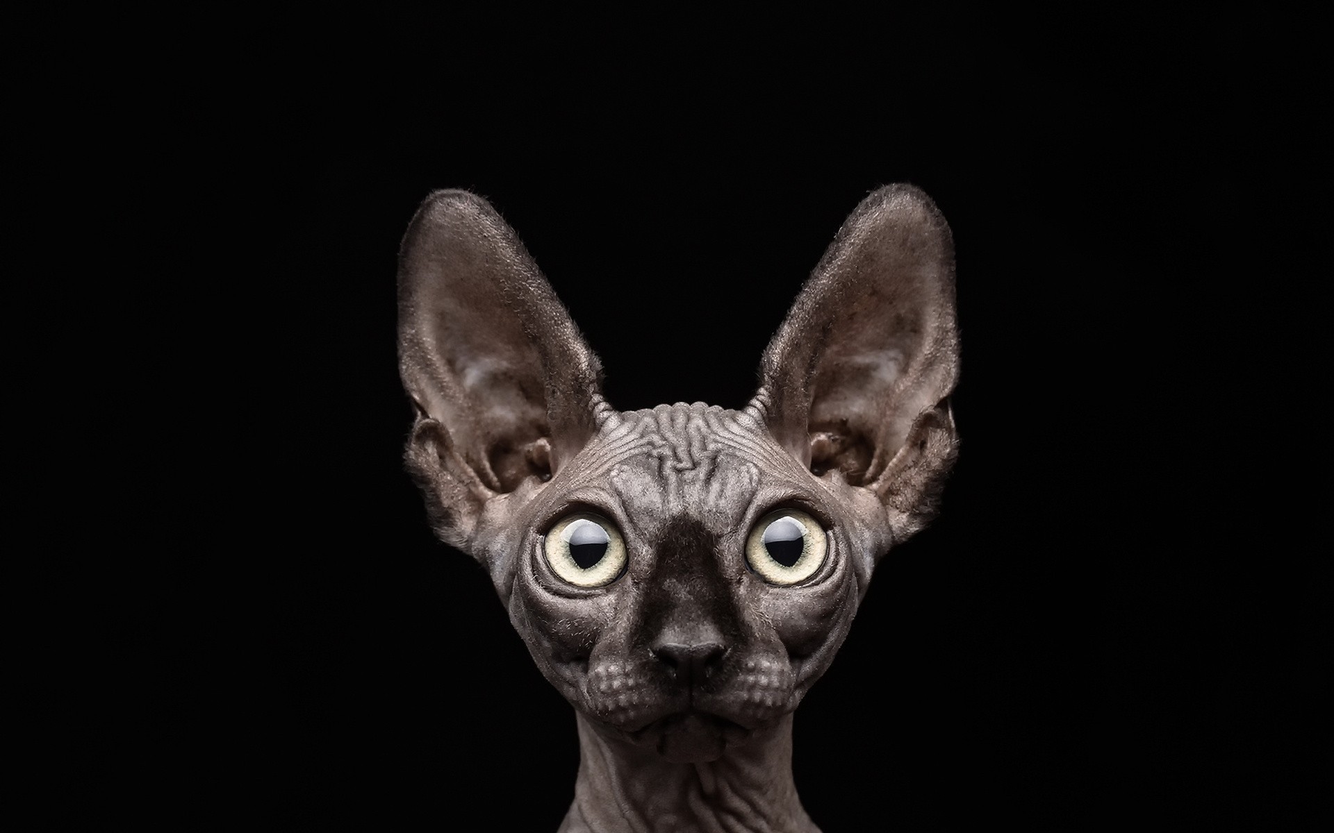 black background sphinx cat