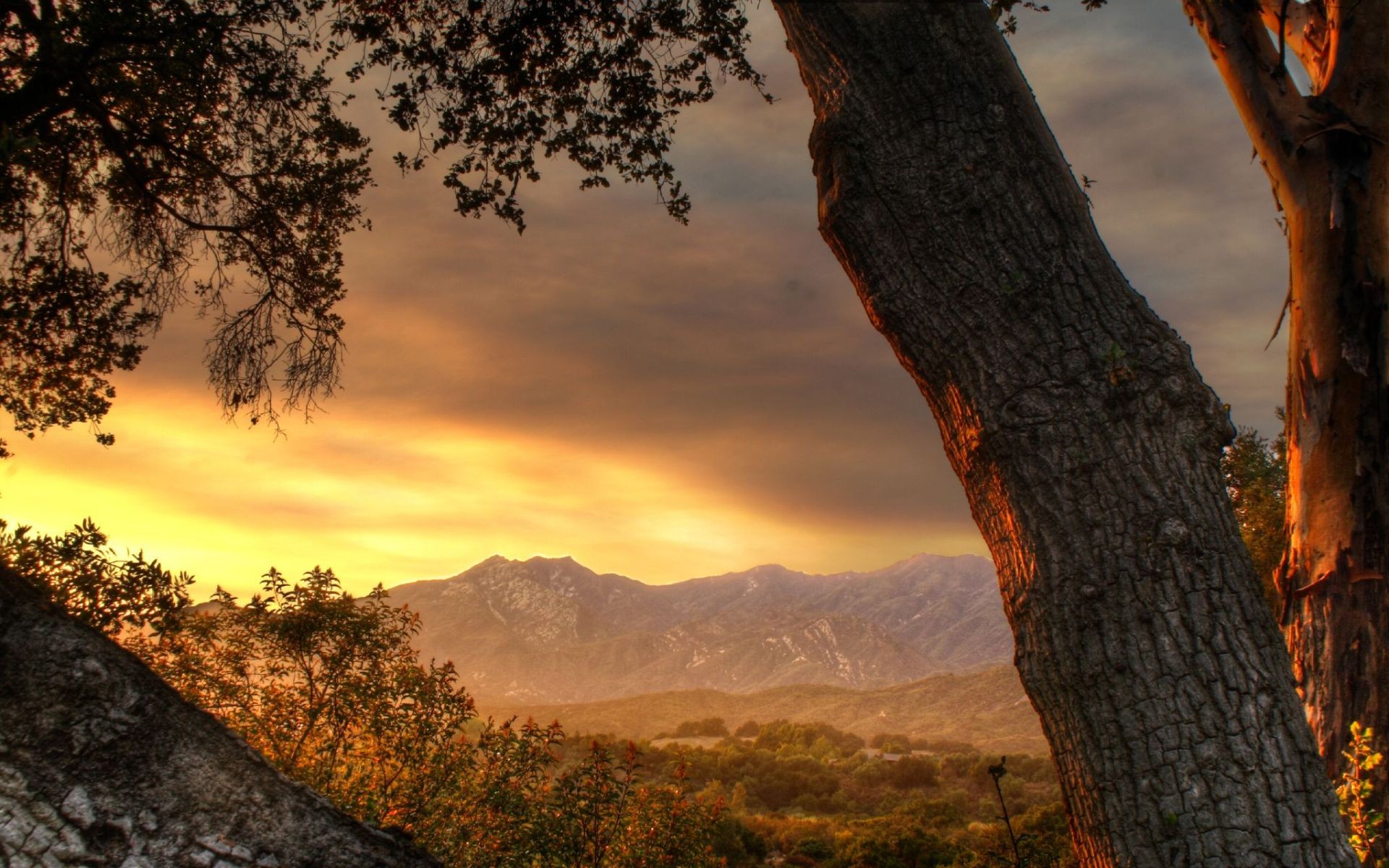 the distance tree mountain