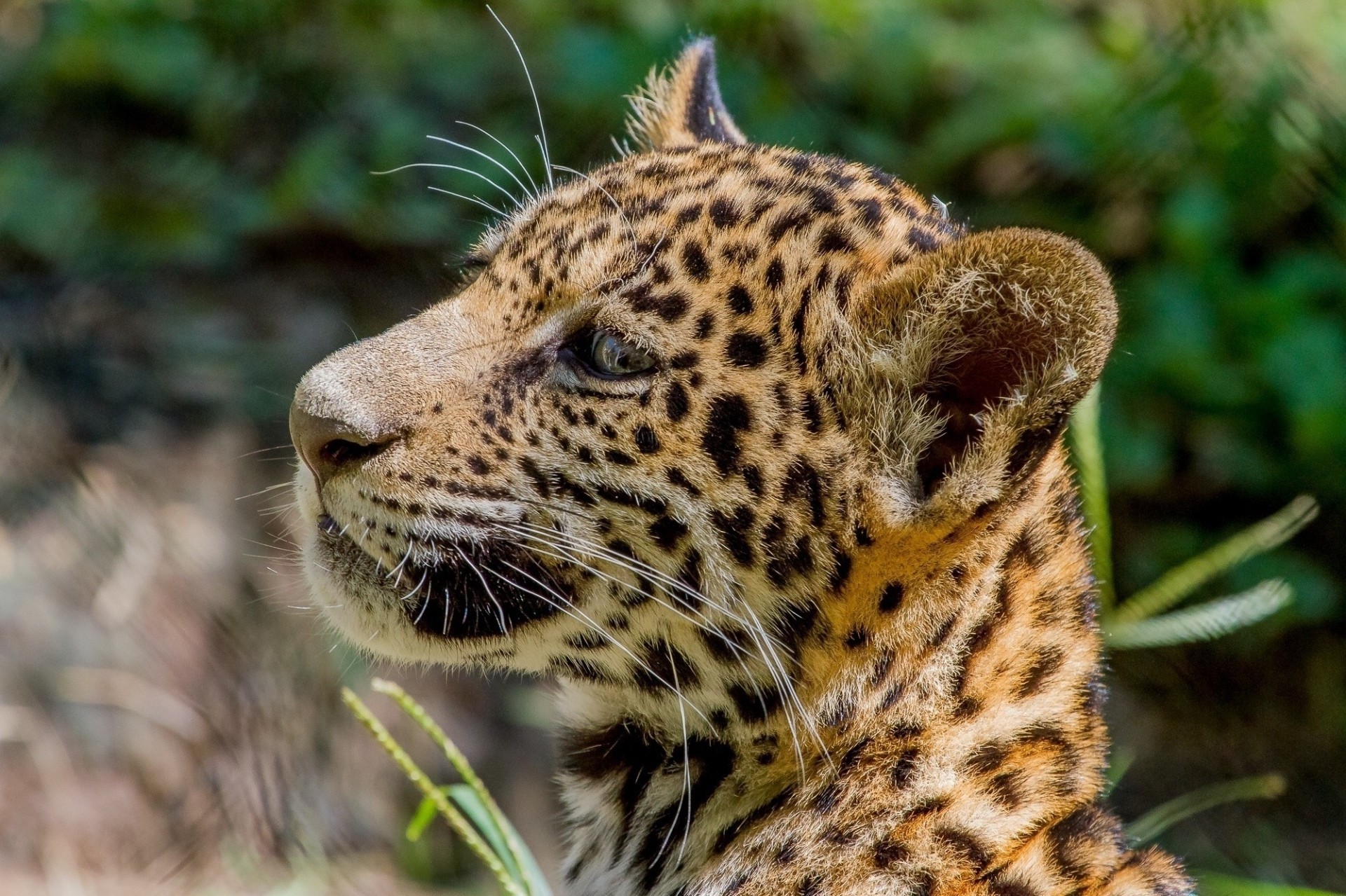 katze zähne raubtier jungtier jaguar profil wildkatze