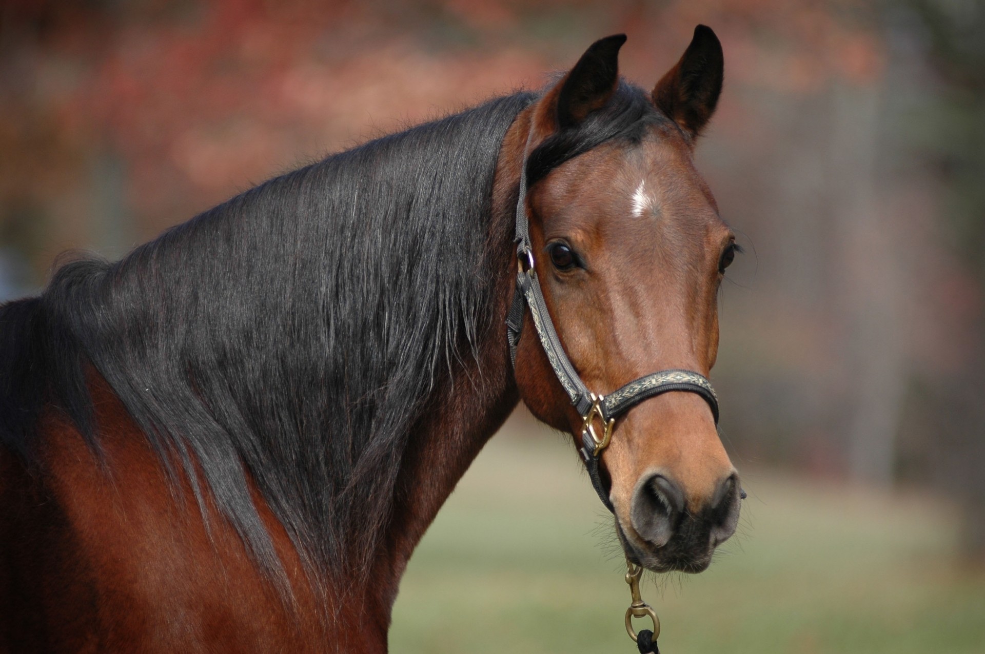 gulf horse teeth mane