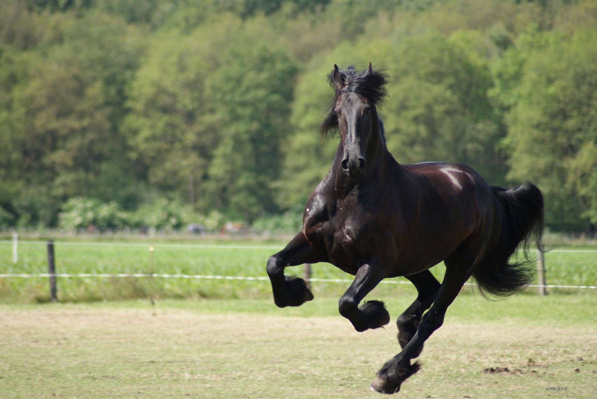 correr caballo galope