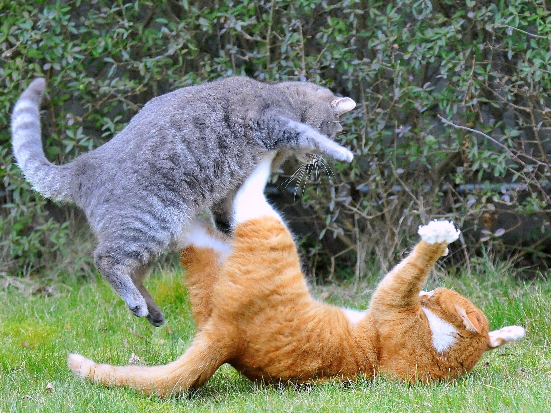 cats fight situation attack protection