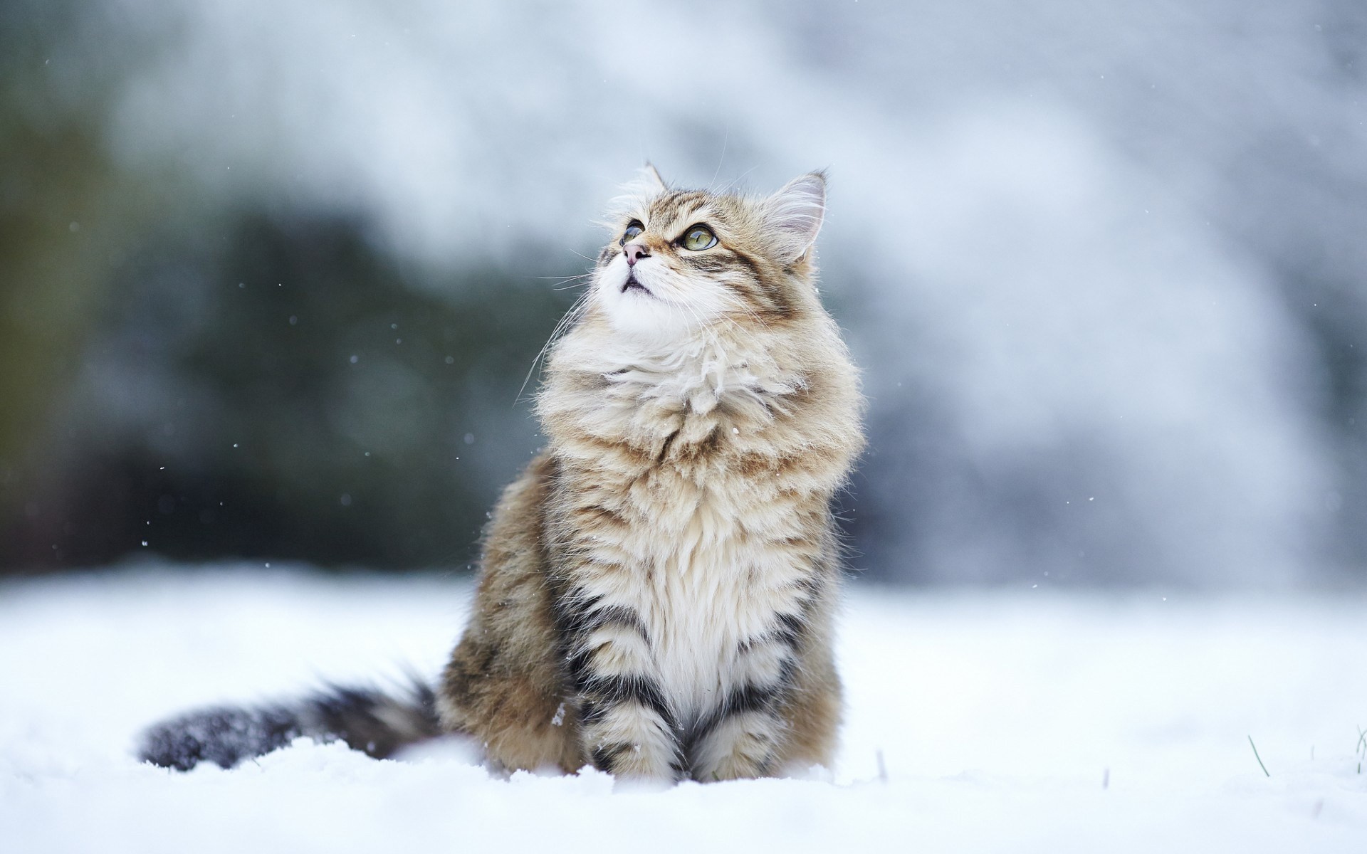 gatti neve inverno vista gatto