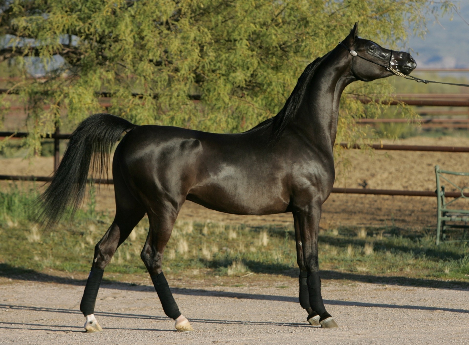 stallone cavallo cavallo arabo