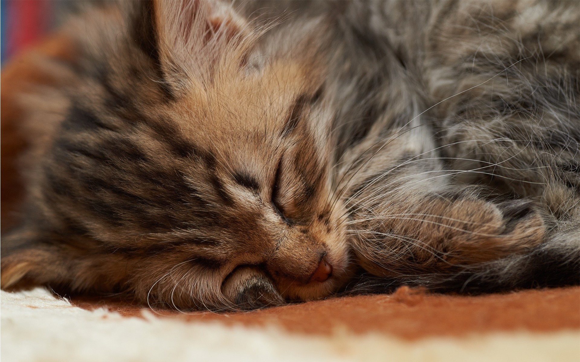 cat teeth bed fur sleeping