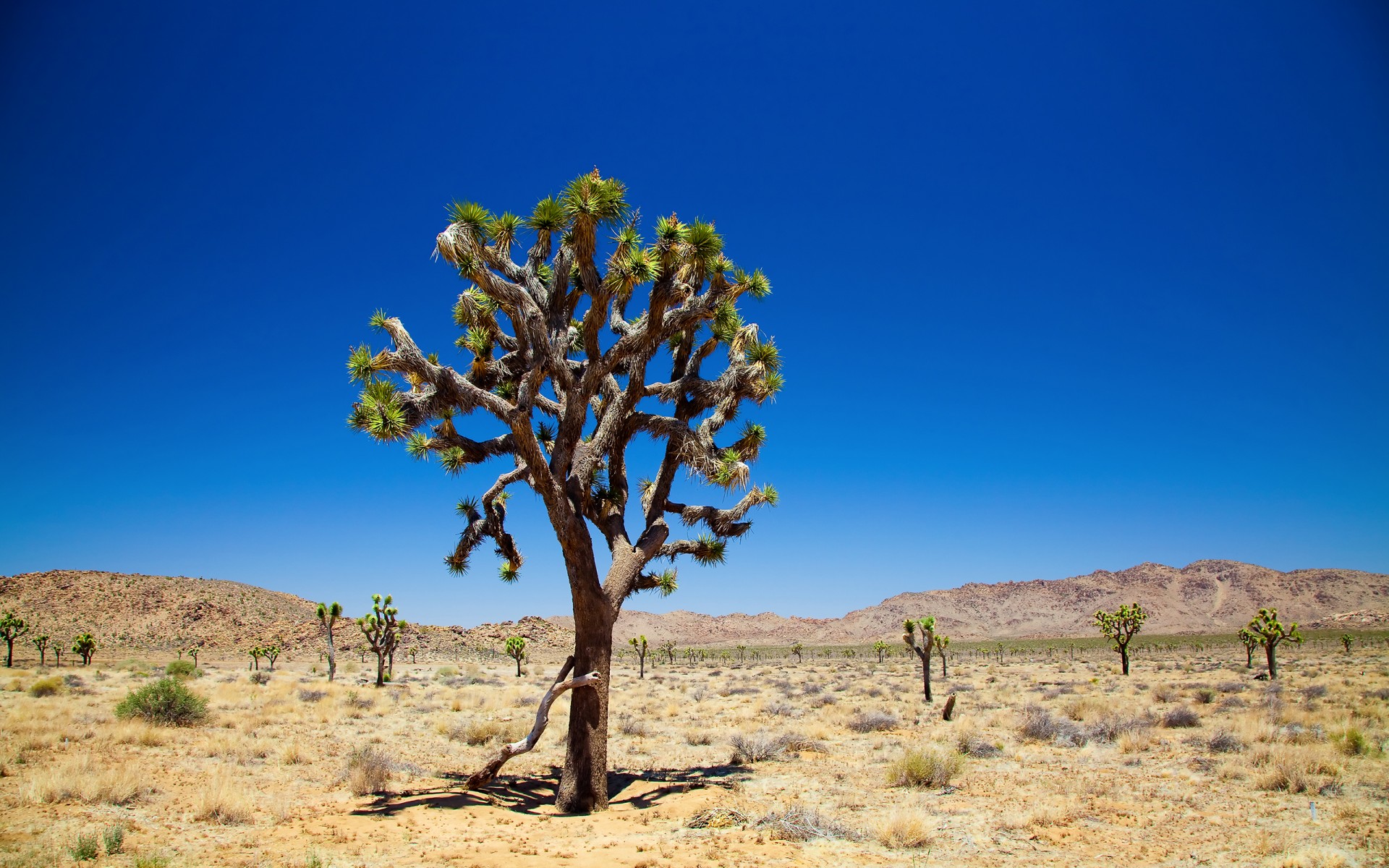 joshua tree sky trees desert joshua tree national park joshua tree desert picture