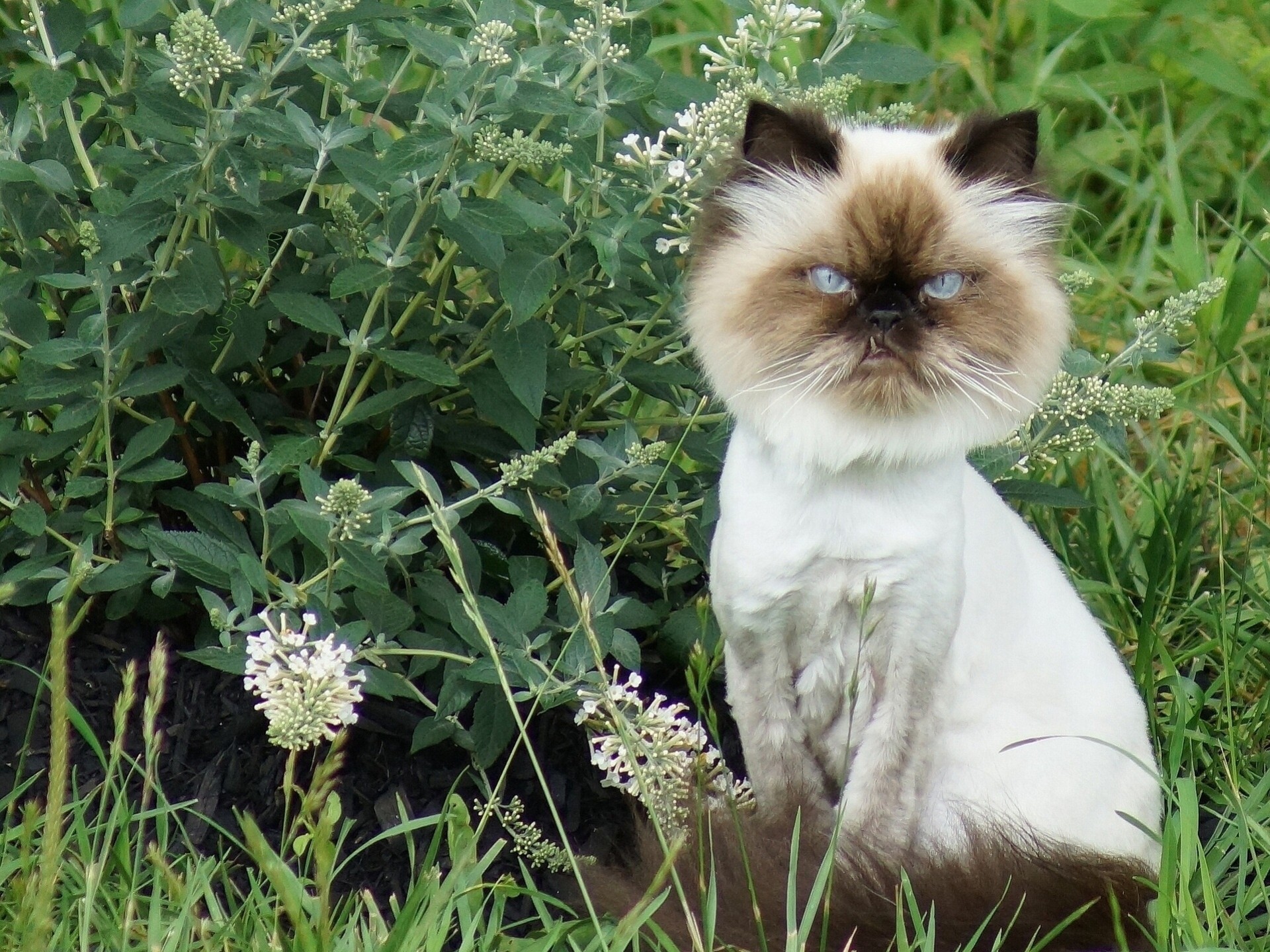 mähne katze blumen löwe katze