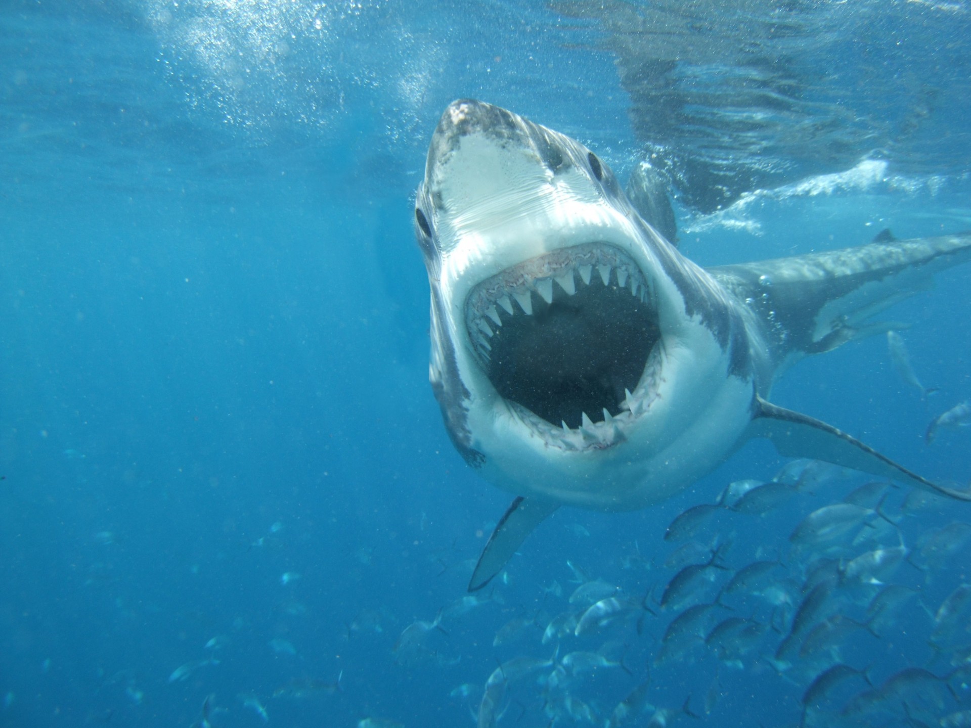 fish sukhoi teeth sea excellent water white mouth of the jaw