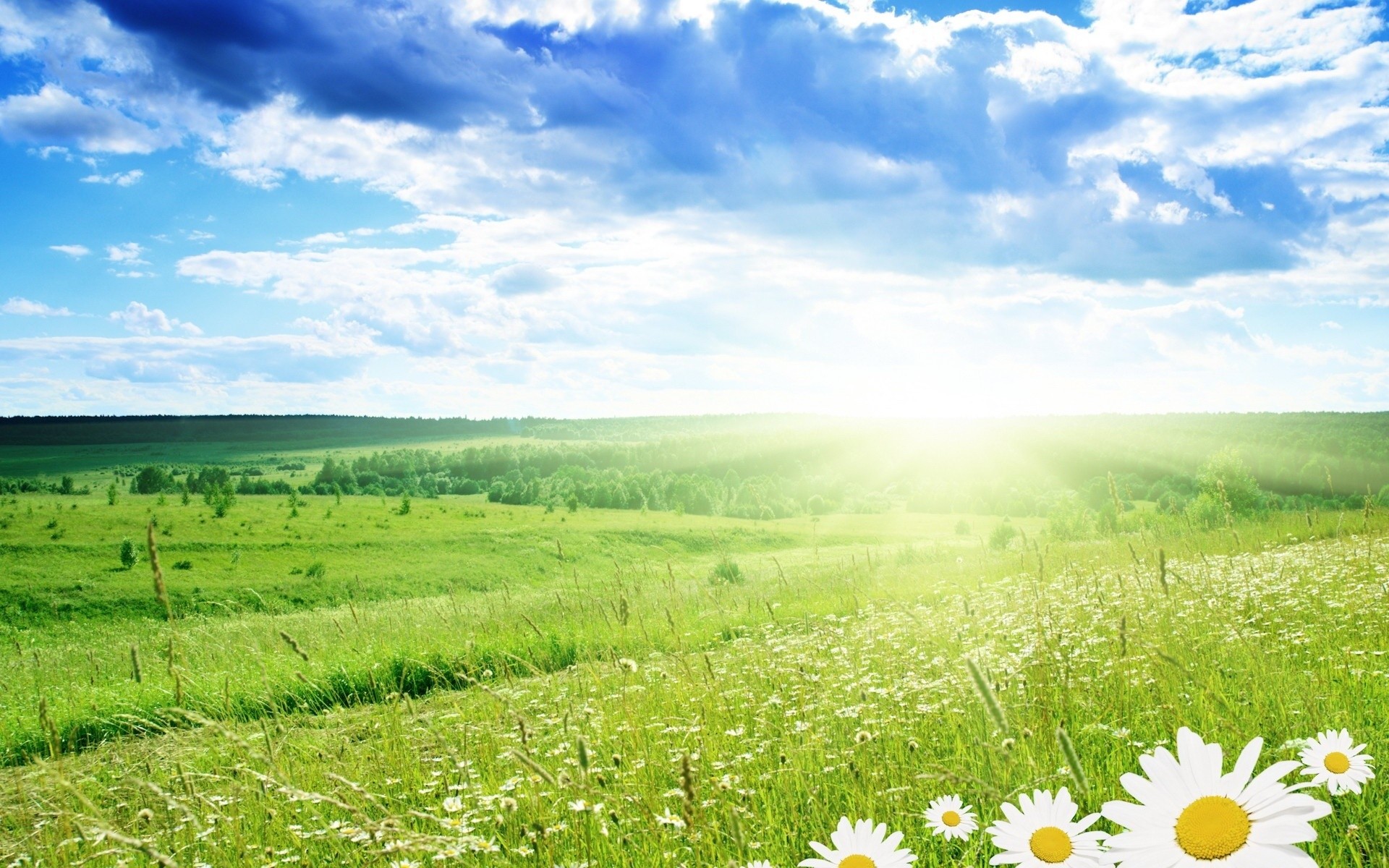 the field flower grass tree clouds sunlight