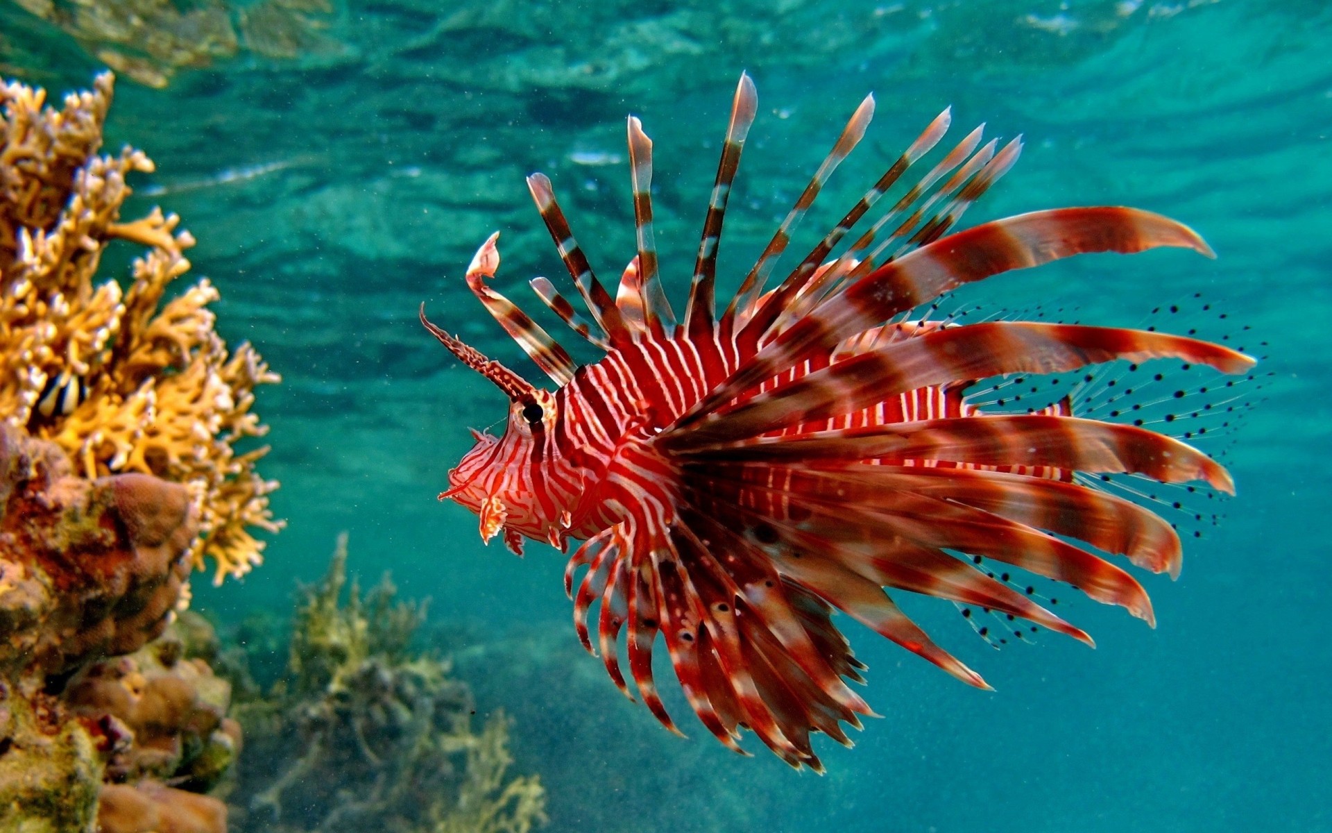 pesce sott acqua insolito pennellate