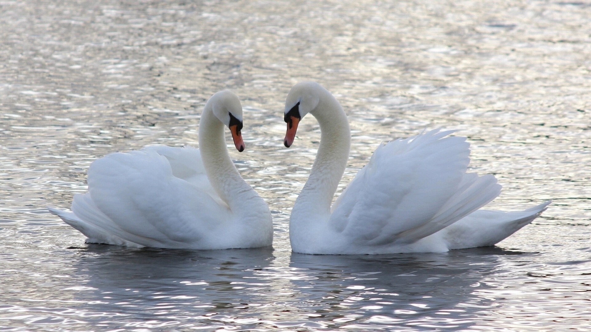 j aime cygnes couple eau