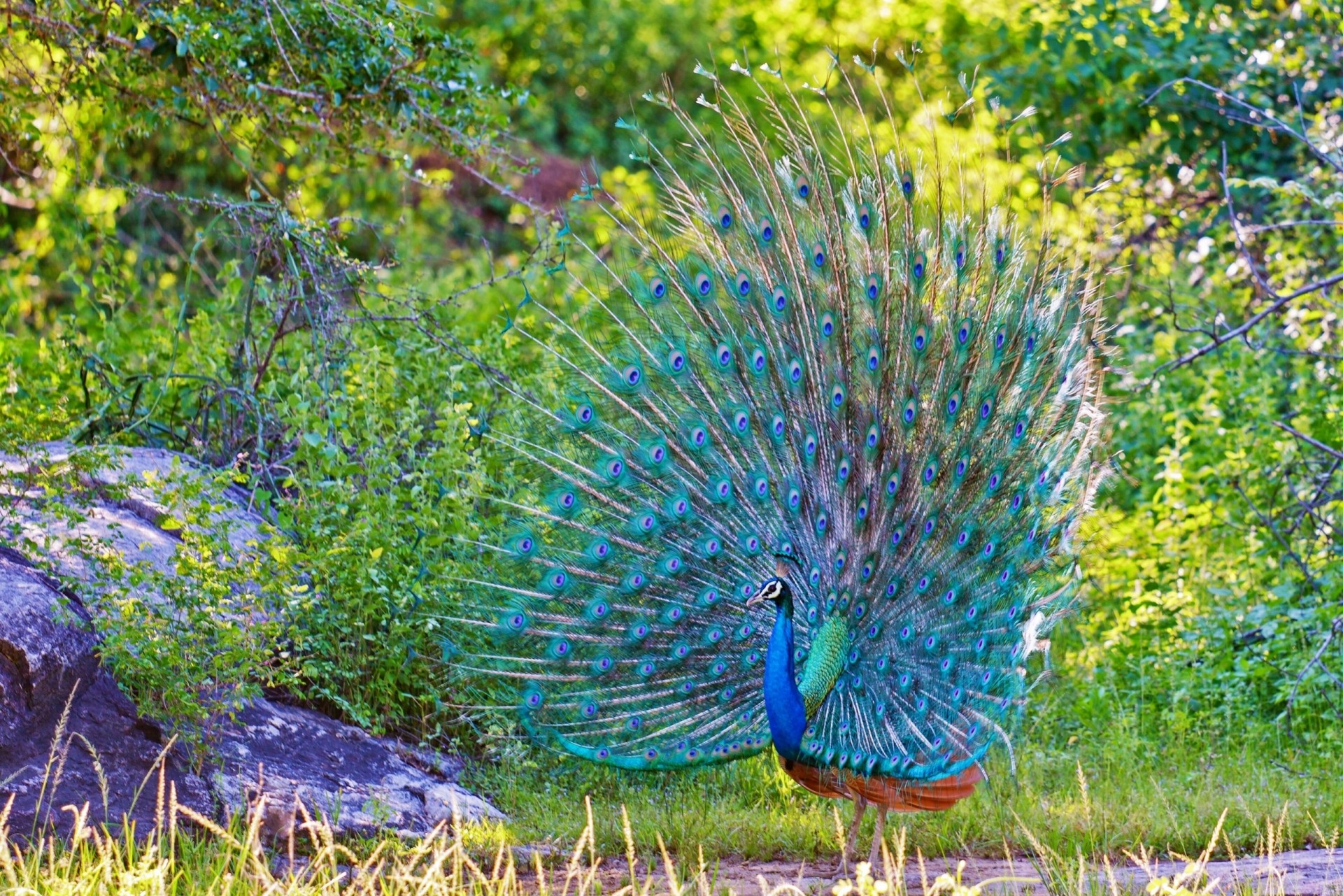 aves plumas pavo real cola