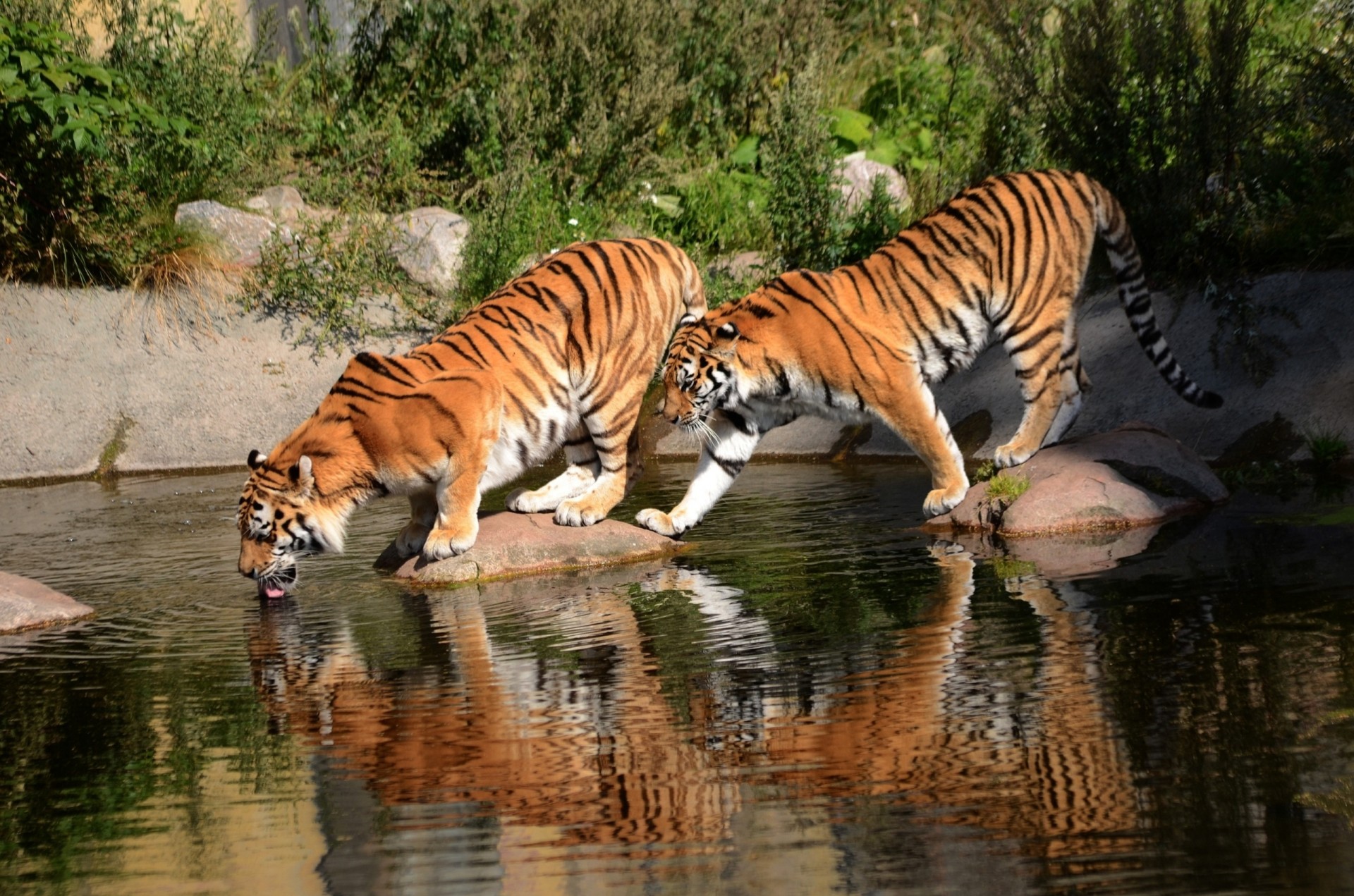 tigres abrevadero gatos salvajes