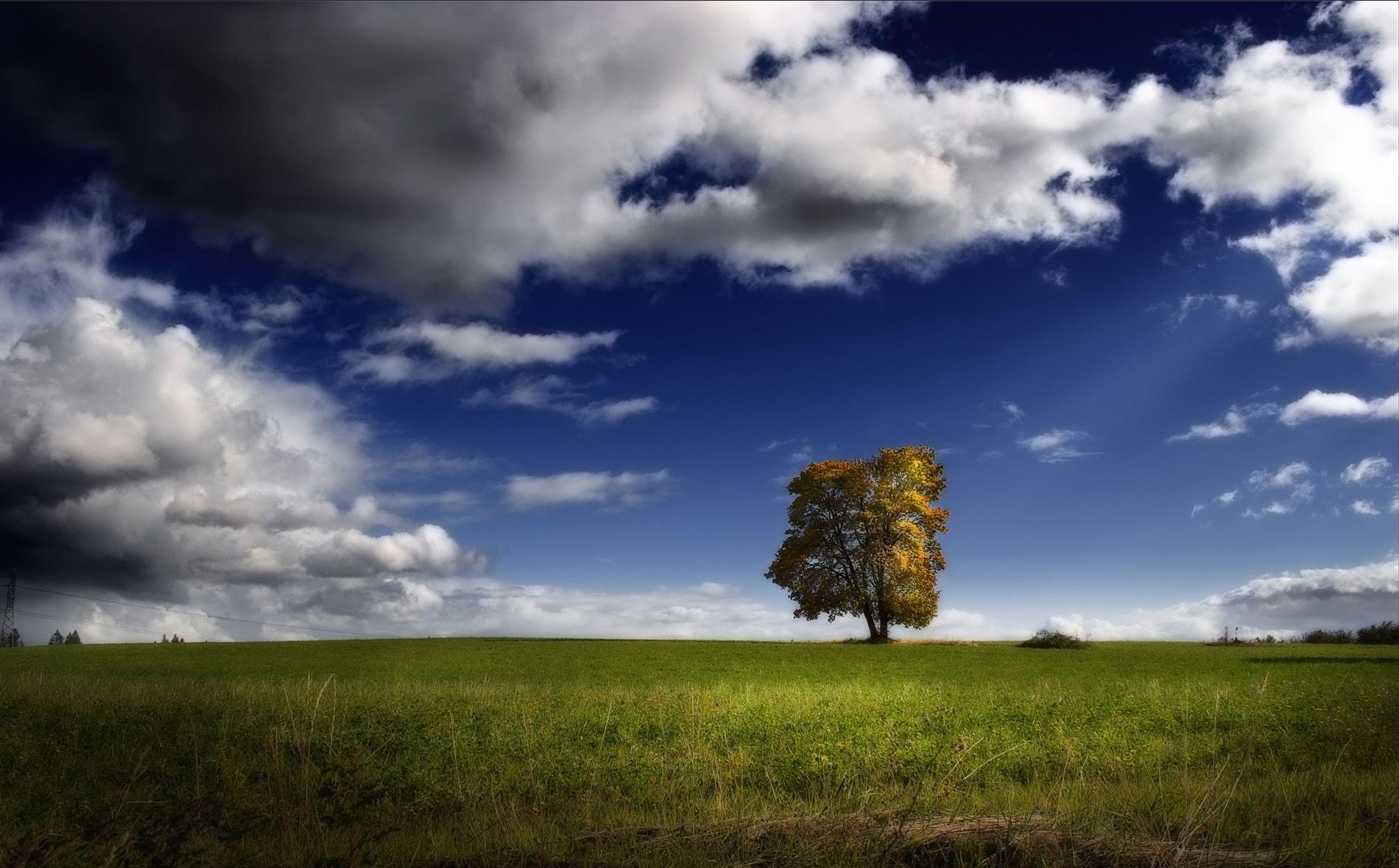 albero cielo campo