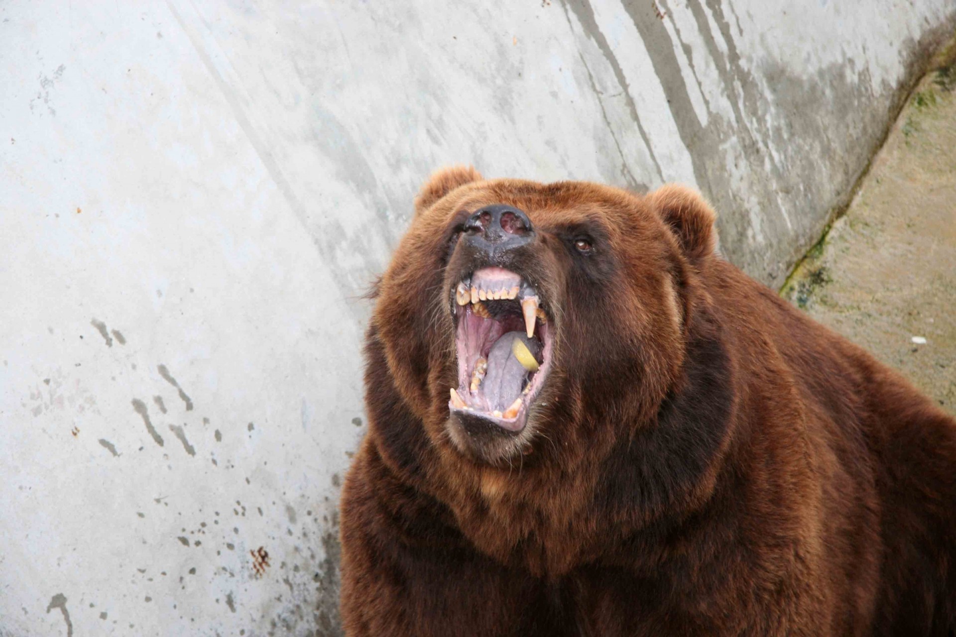 bear anger animals aggression