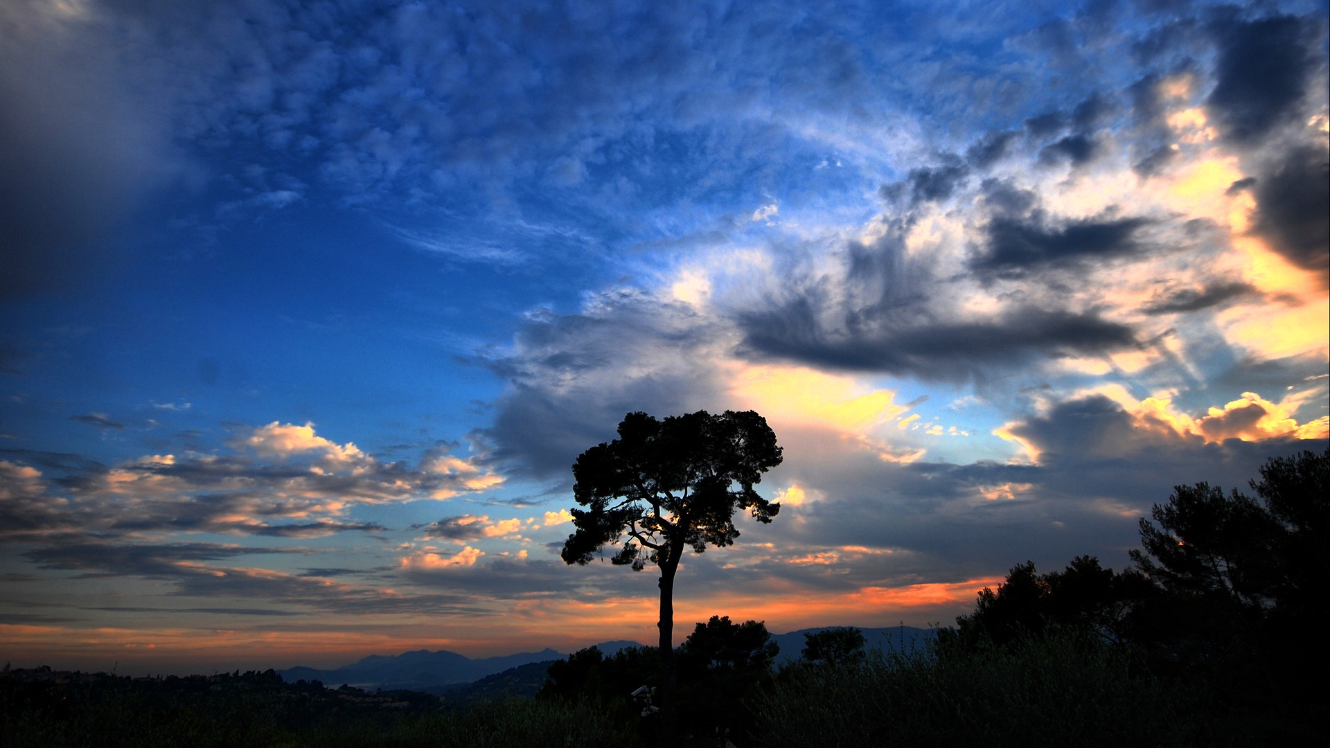 tree night cloud