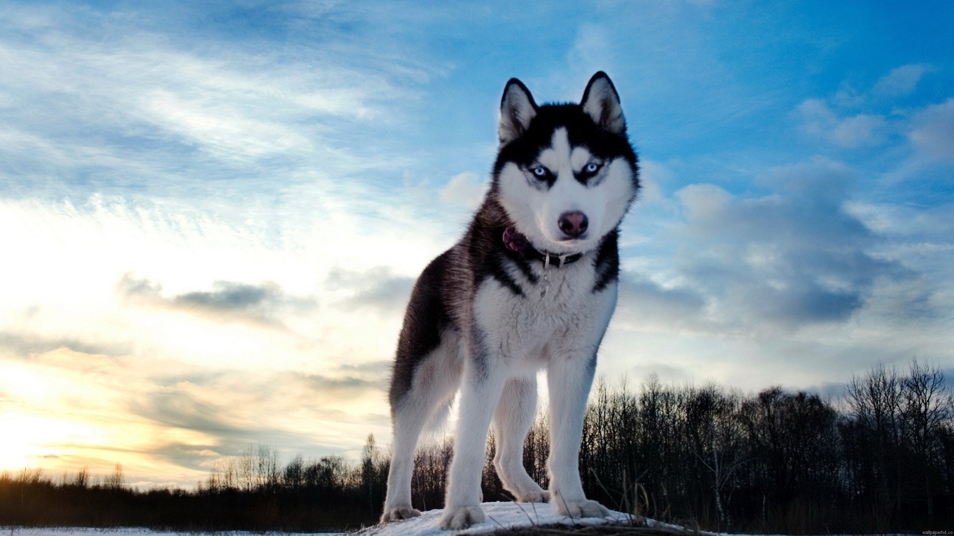 chien ciel husky ami nuages husky