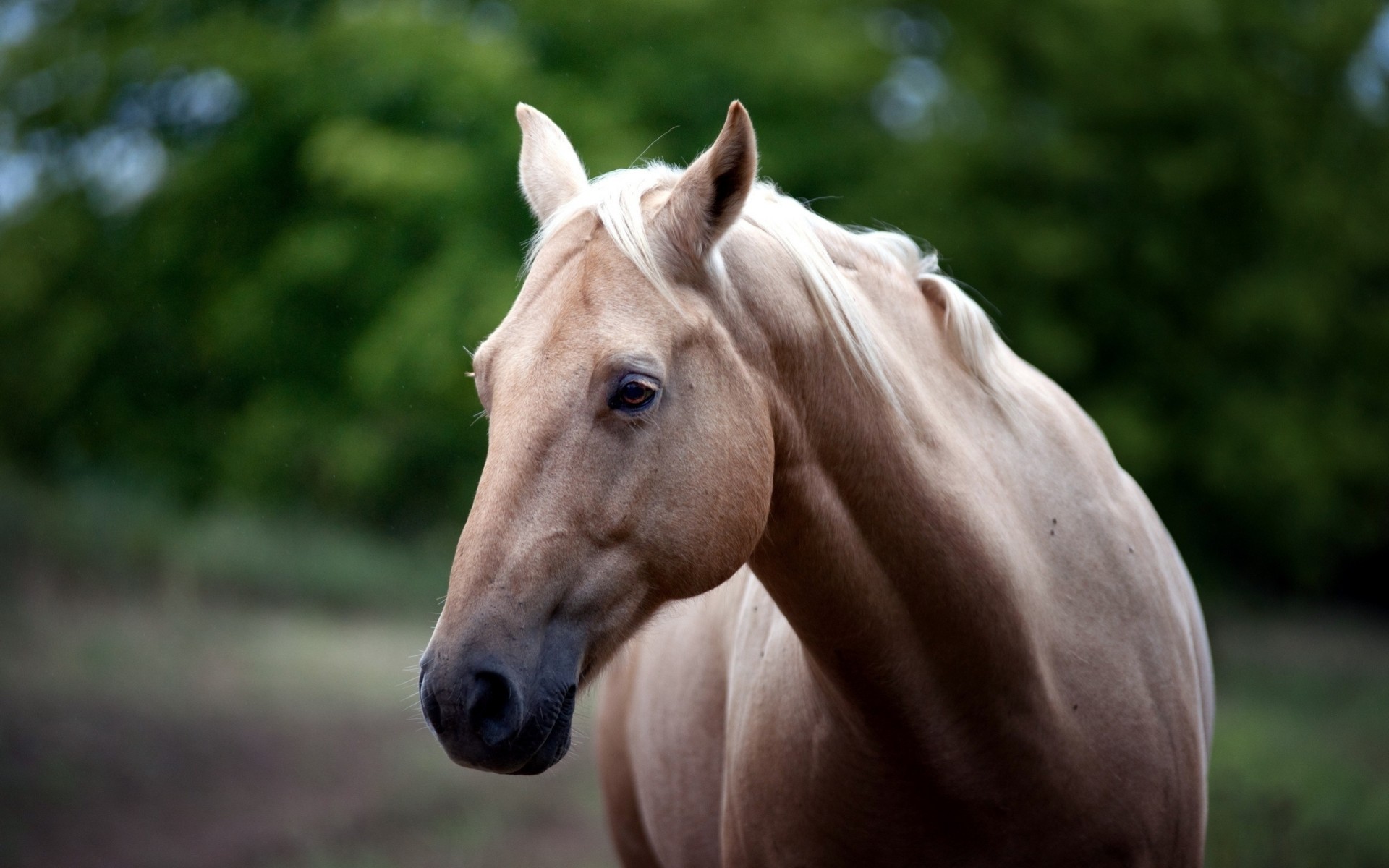 horse teeth view