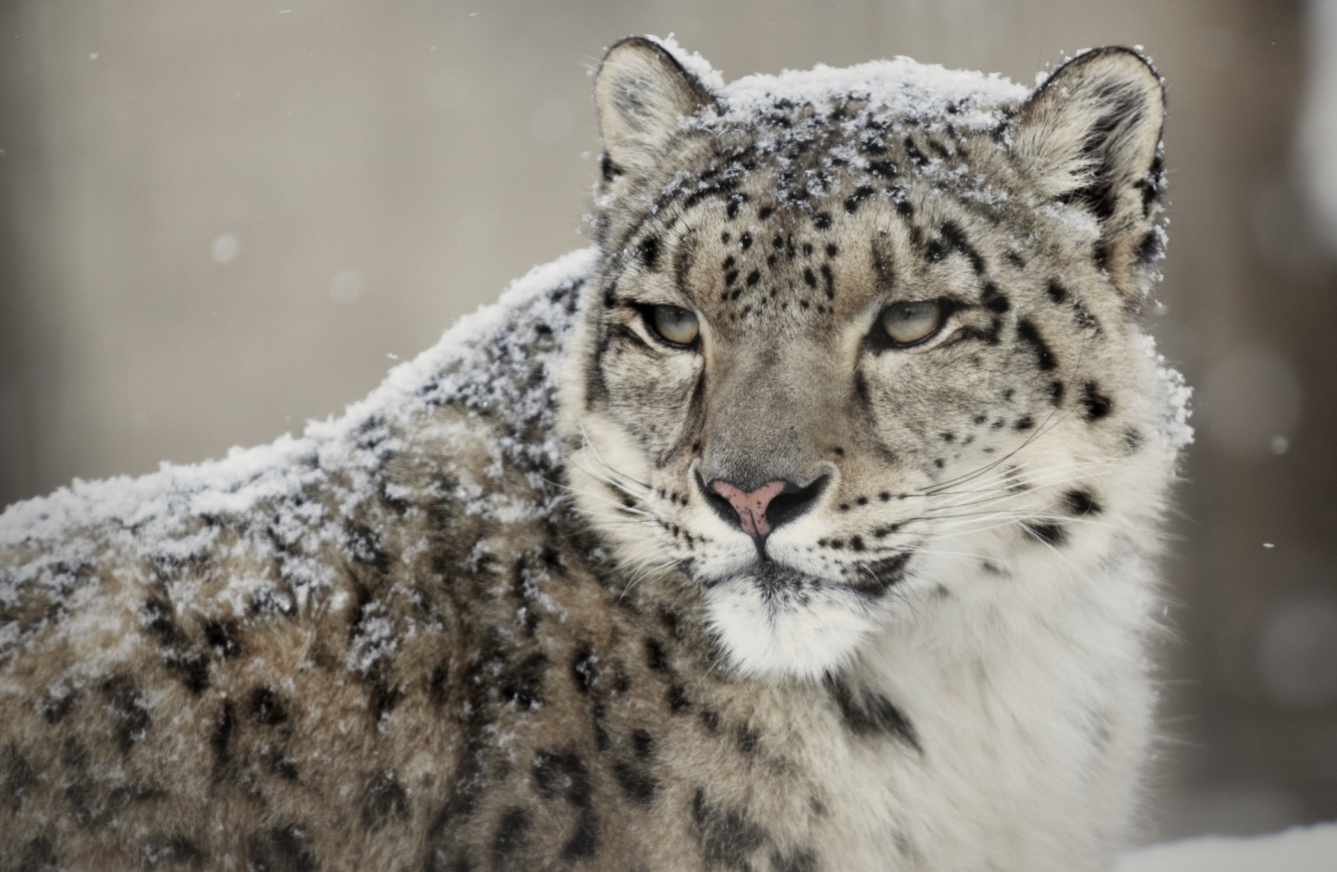 gato salvaje bestia dientes leopardo