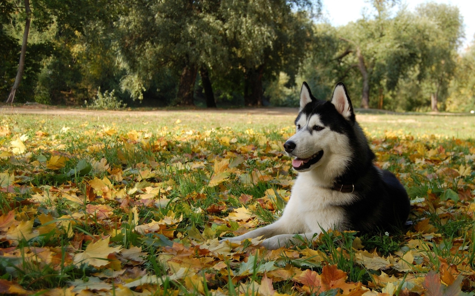 hoja naturaleza bosque raza husky perros otoño