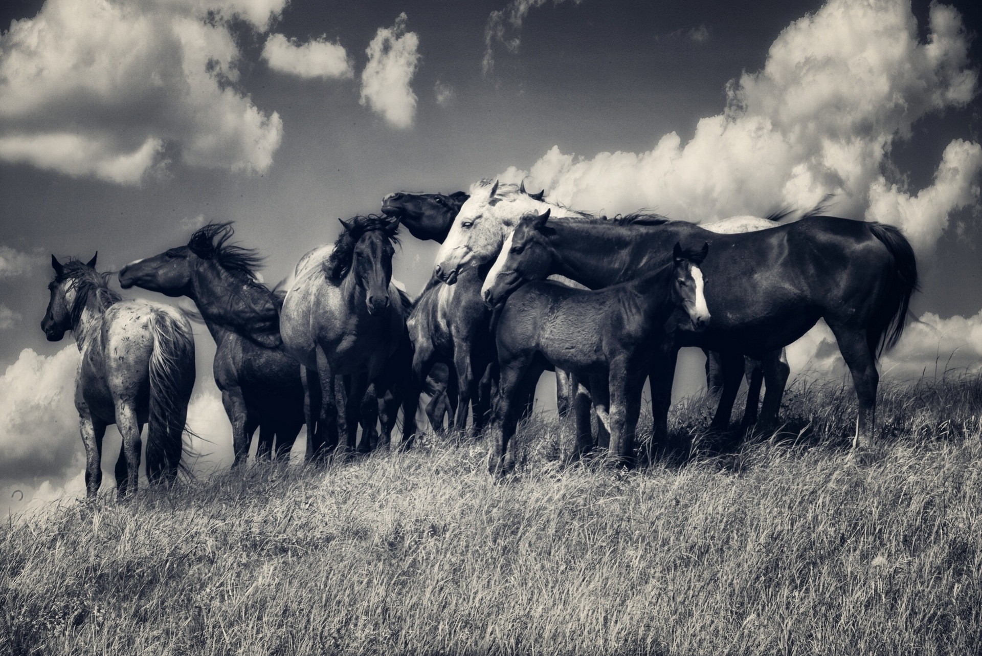 horse clouds herd black and white meadow