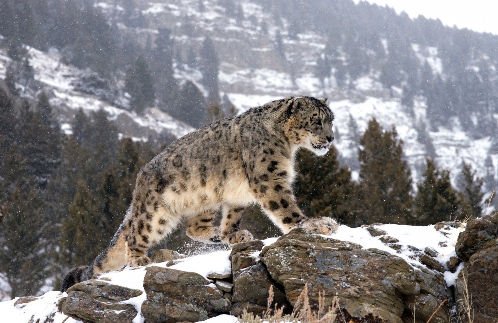 gato salvaje bestia leopardo