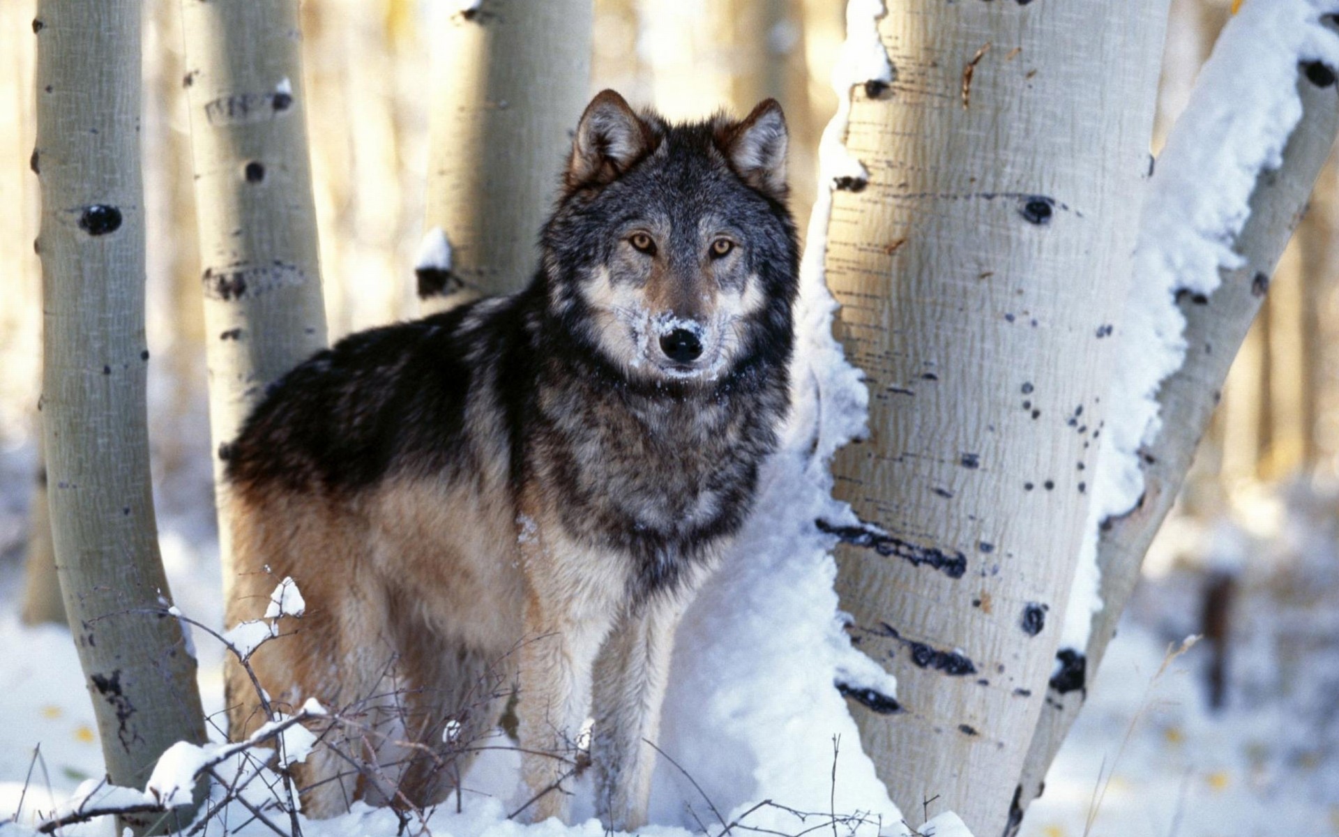 lobo árboles nieve