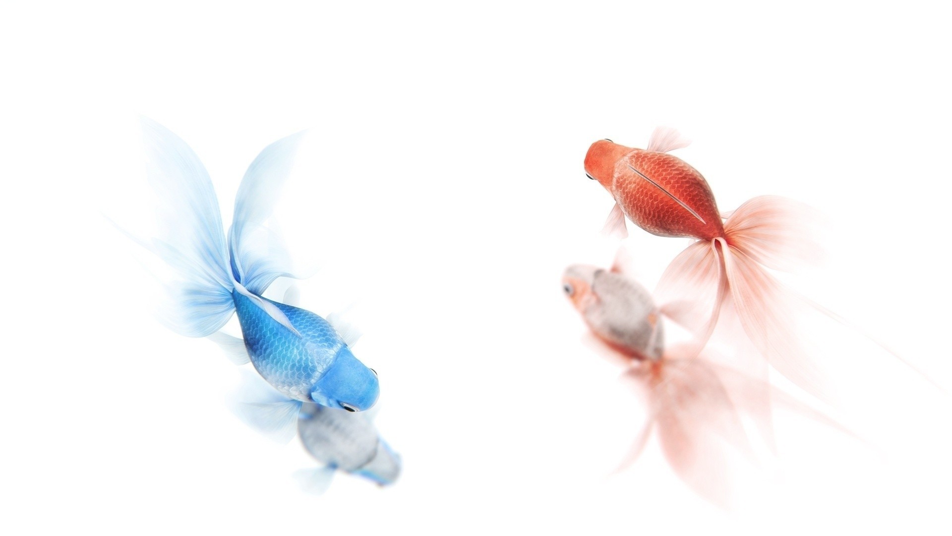 reflection minimalism goldfish rendering. gently