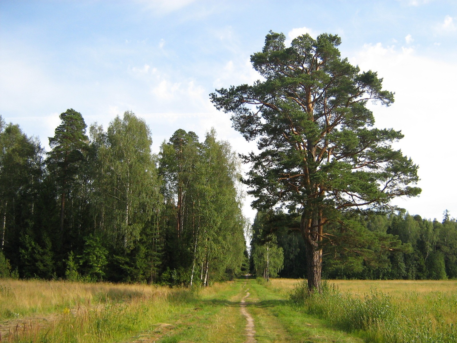 pin bouleaux steppe