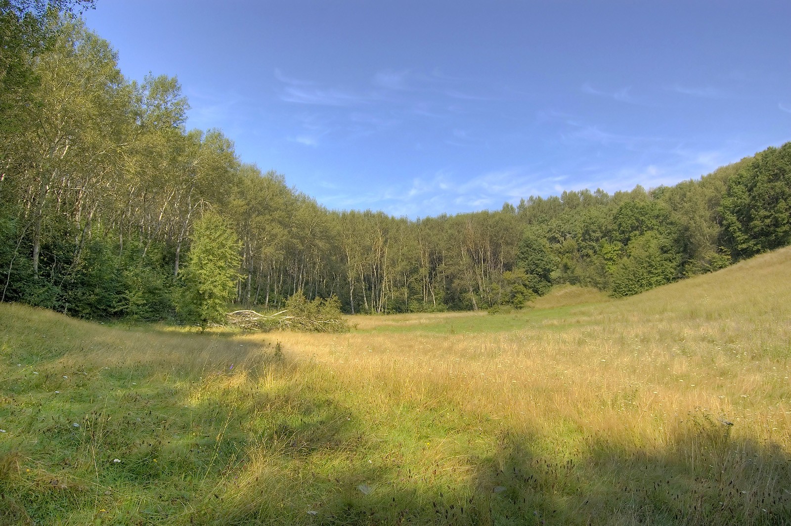 wald gras bäume