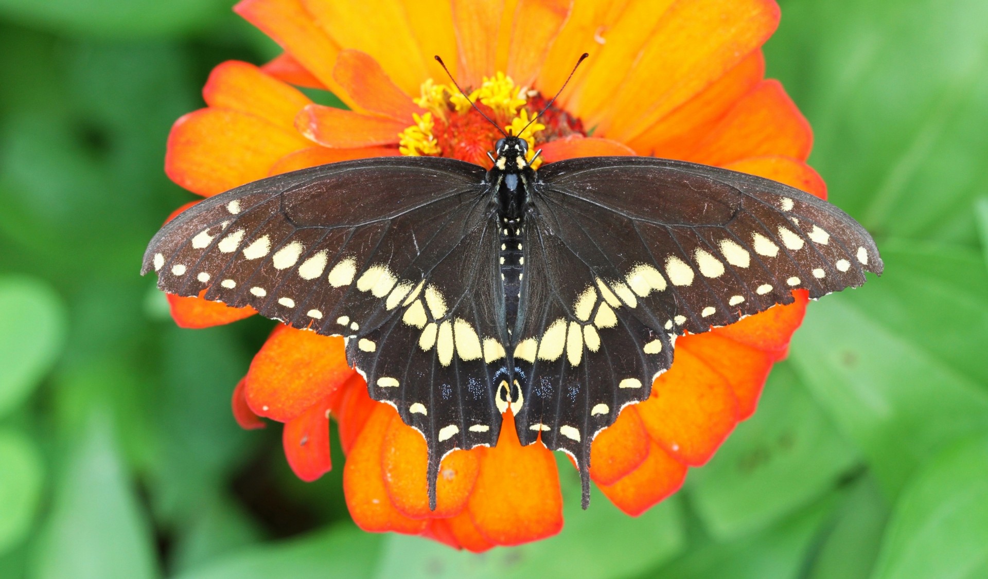 segelboot aus polyxen makro blume hintergrundbeleuchtung