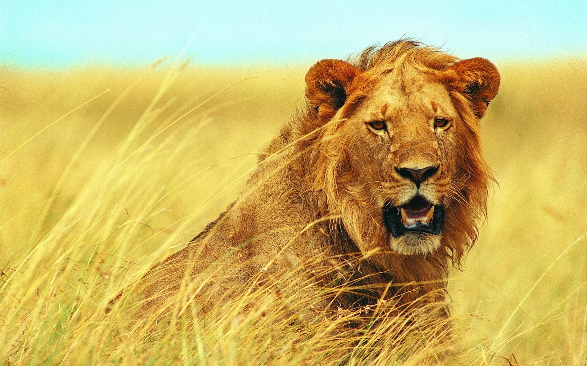 afrika natur raubtiere löwe ansicht