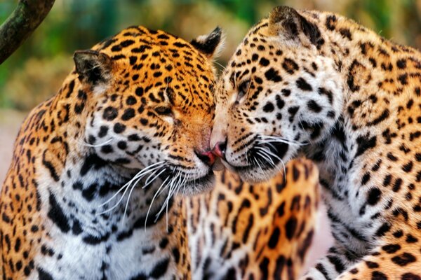 Un par de Jaguares frotando el hocico y