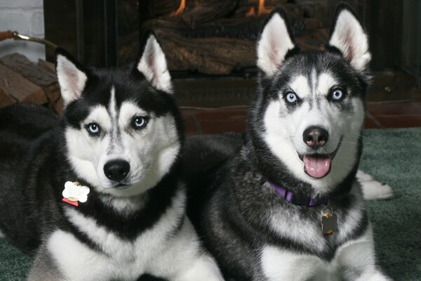 Ein Paar gefleckte Hunde der Husky-Rasse