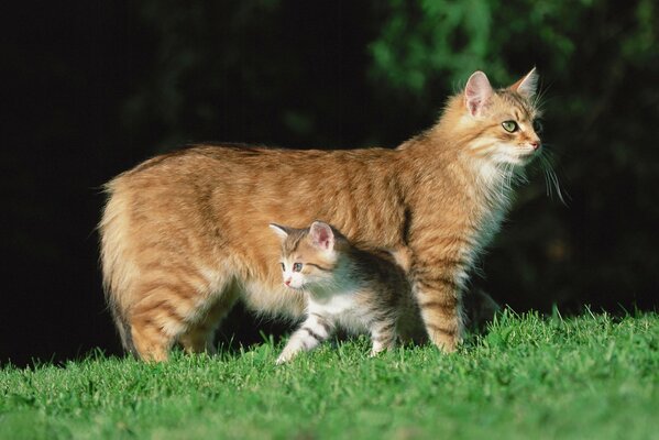 Gatto rosso con gattino in piedi sull erba