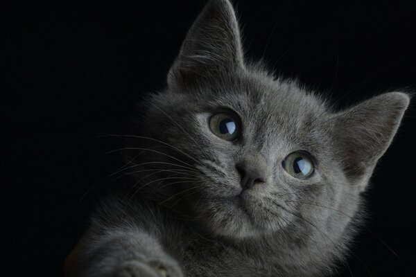 Retrato de un gato sobre un fondo negro