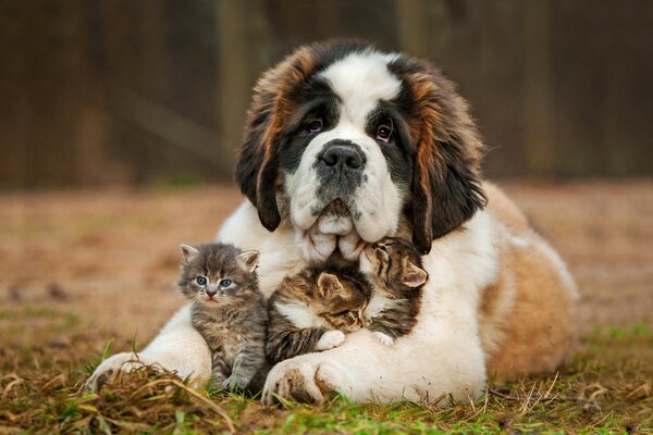 St. Bernard hugs three kittens