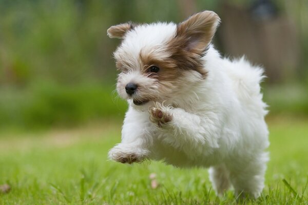 Chiot Bichon Havanais de bonne humeur