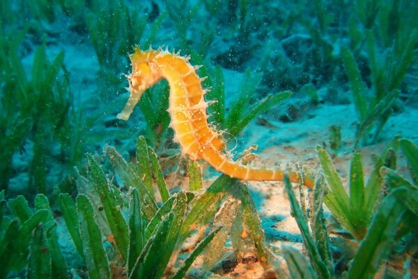 Hippocampe sous-marin parmi les algues